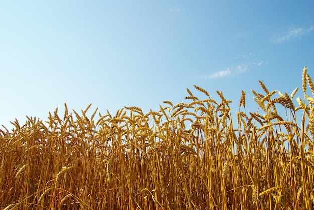 Un campo de trigo dorado y cielo azul.