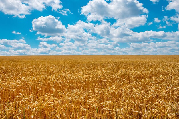 Foto el campo de trigo dorado y el cielo azul