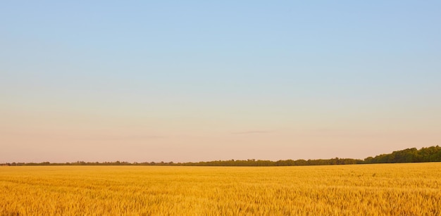 Campo de trigo dorado con cielo azul