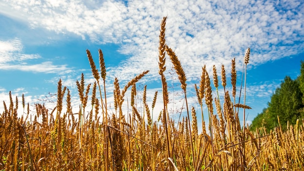 Un campo de trigo dorado y un cielo azul.