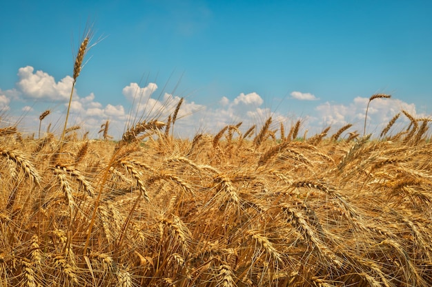 Campo de trigo dorado y cielo nublado azul