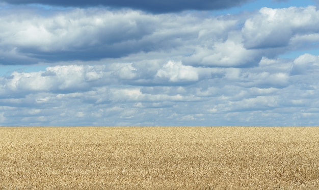 Campo de trigo dorado y cielo nublado