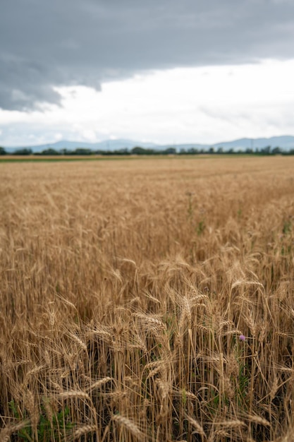 Campo de trigo dorado creciendo bajo un cielo nublado