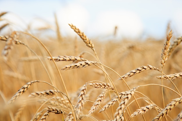 Campo de trigo dorado y día soleado