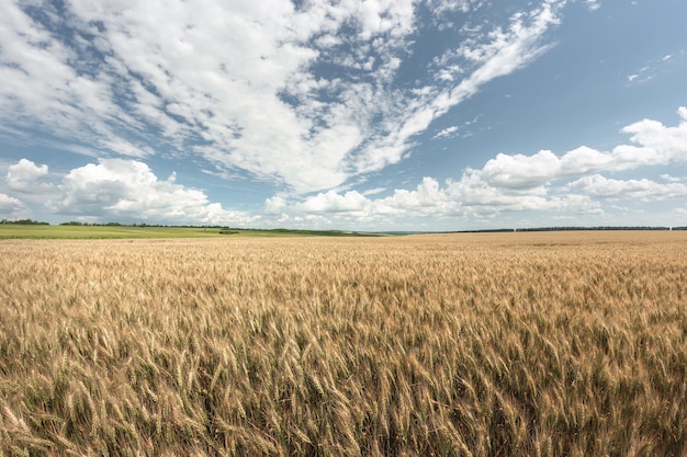 Campo de trigo dorado y día soleado