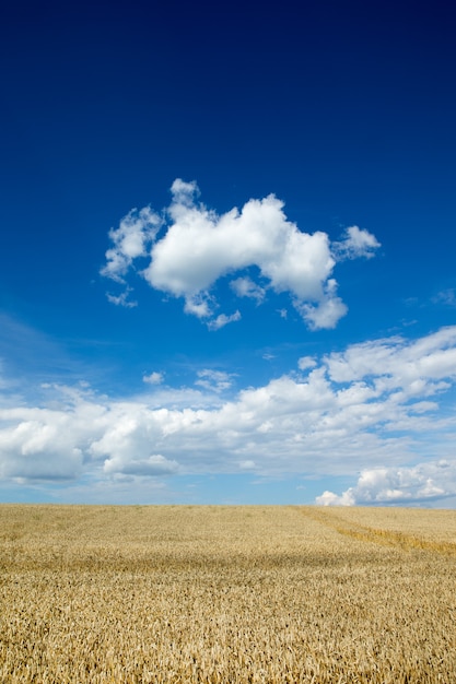 Campo de trigo dorado y día soleado