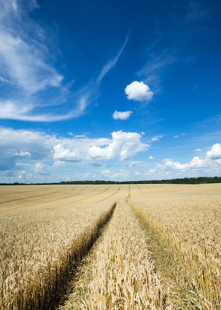 Campo de trigo dorado y día soleado