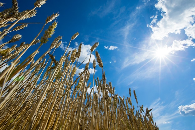 Campo de trigo dorado y día soleado.