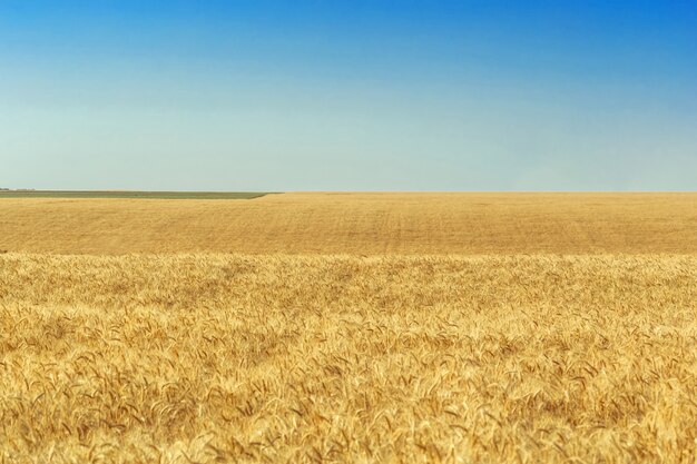 Campo de trigo dorado y día soleado