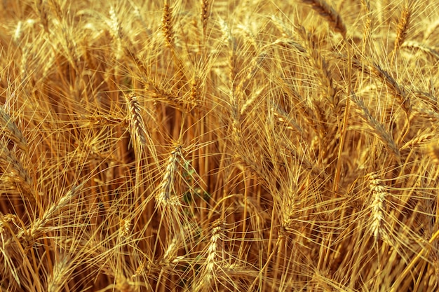 Campo de trigo dorado y día soleado