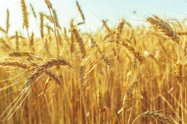 Campo de trigo dorado y día soleado