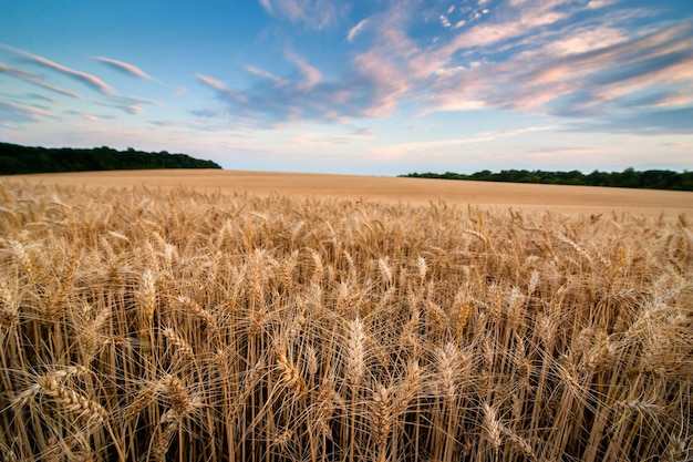 Un campo de trigo dorado de espigas maduras al sol vespertino y cielo con nubes