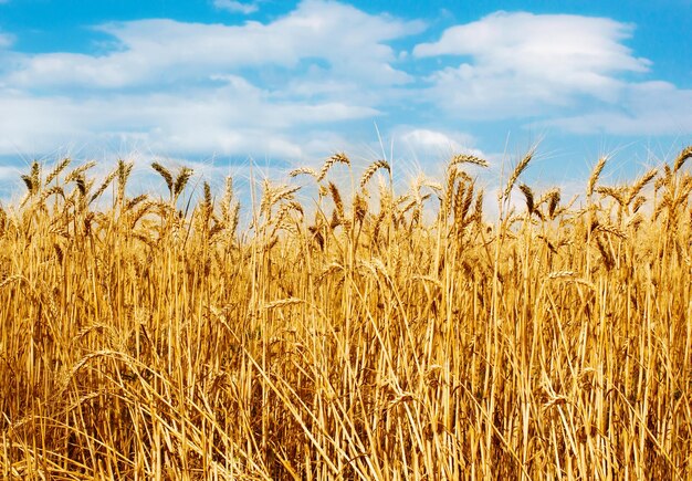 Campo de trigo dorado con fondo de cielo azul