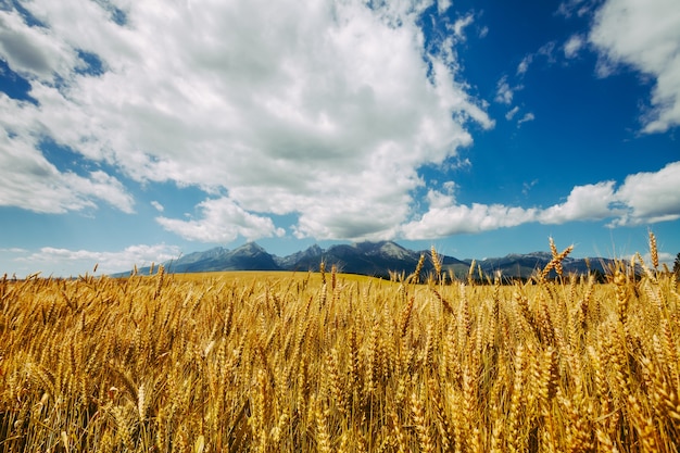 Campo de trigo dorado en el fondo del infinito cielo azul nublado y las poderosas montañas Tatras en Eslovaquia. Encantador paisaje rústico. Belleza de la naturaleza virgen.