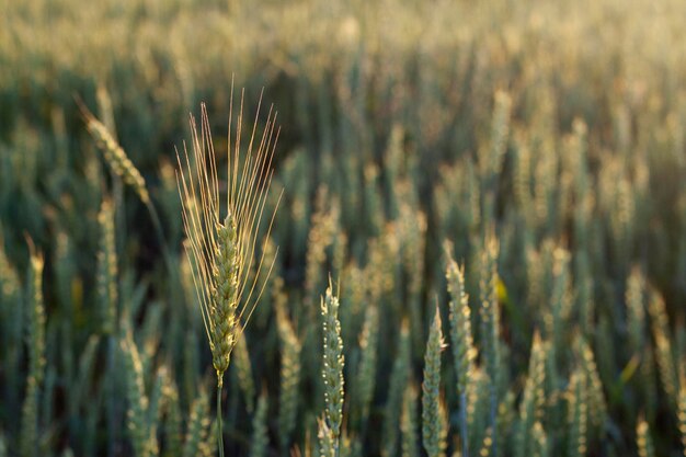 Campo de trigo dorado con luz cálida por la noche