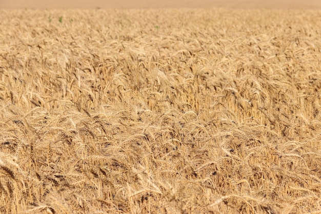 Campo de trigo dorado maduro de cerca