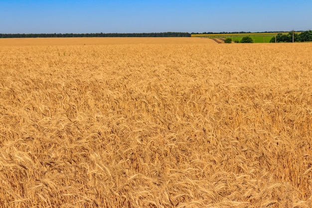 Un campo de trigo dorado maduro