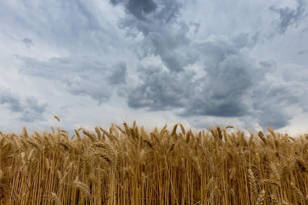 Campo de trigo dorado y nubes de tormenta.