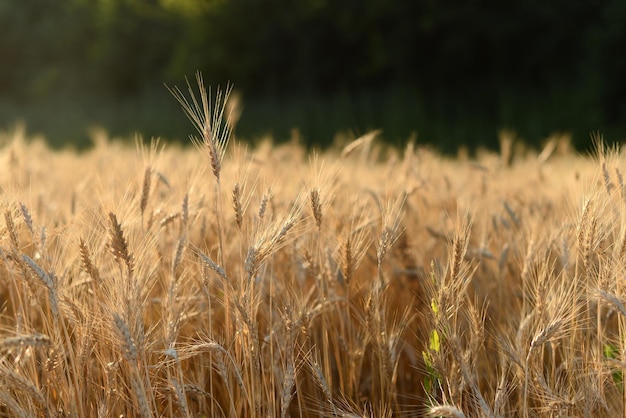 campo de trigo dorado en verano