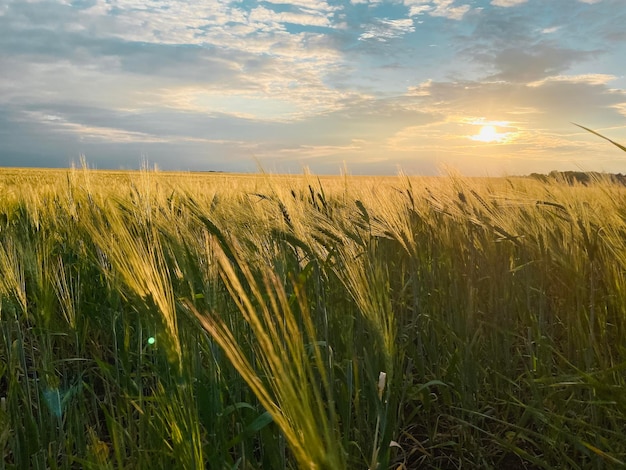 Campo de trigo dorado en verano