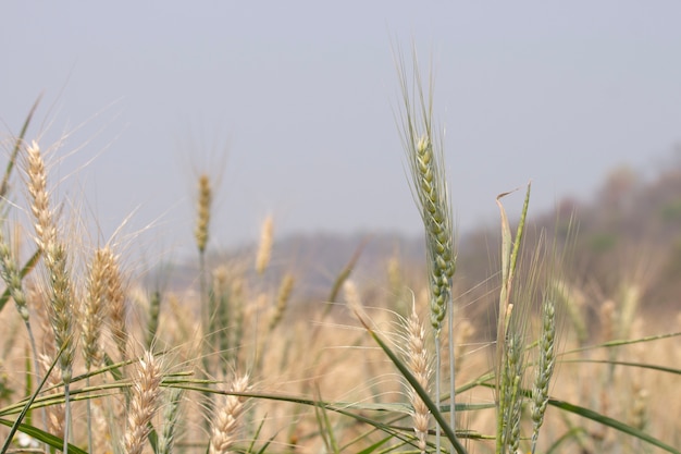 Campo de trigo dorado