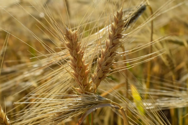 Campo de trigo dorado