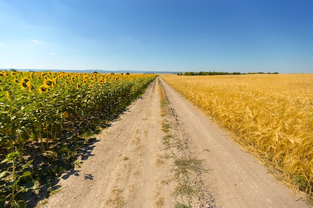 Campo de trigo dorado