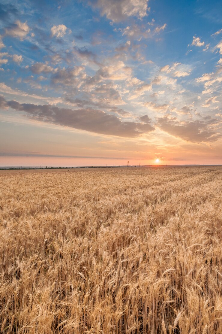 Foto campo trigo, em, pôr do sol, em, verão