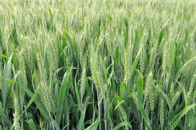 Campo de trigo con espigas brillantes madurando y cubierto con gotas de agua