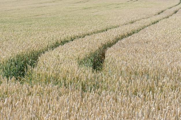Campo de trigo Espigas doradas de trigo en el campo Fondo de espigas maduras del campo de trigo del prado