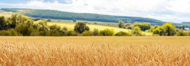 Un campo de trigo con espigas maduras y un bosque a lo lejos Paisaje rural con campo de trigo amarillo