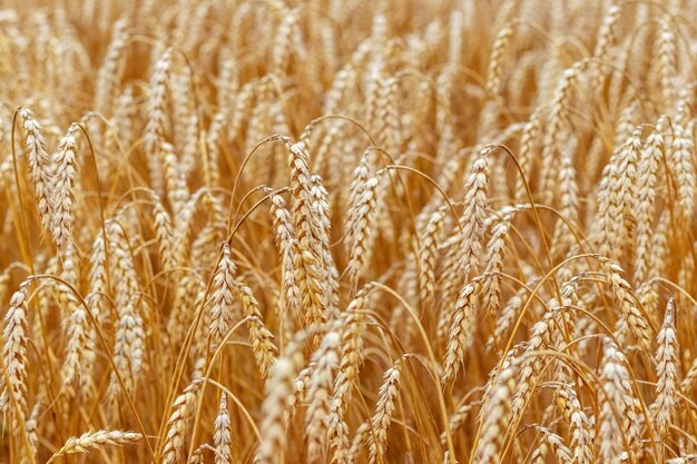 Campo de trigo con espigas maduras a la luz del sol Cultivo de trigo