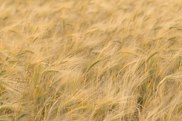 Campo de trigo con espigas de oro