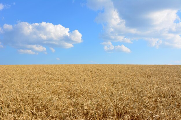 campo de trigo con espigas pesadas y cielo azul con nubes espacio para copiar