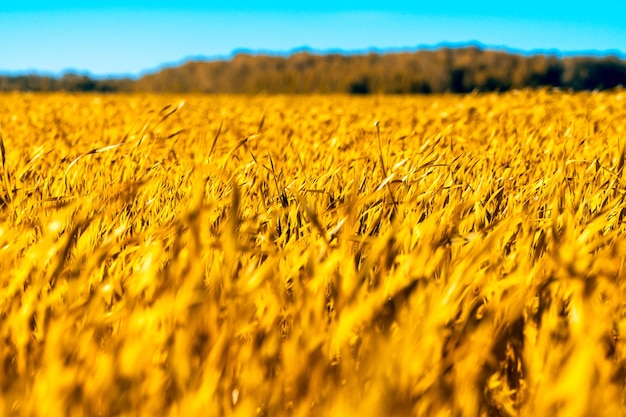 Campo de trigo Espigas de trigo dorado de cerca Hermosa naturaleza Puesta de sol Paisaje Paisaje rural bajo la luz del sol brillante Fondo de espigas maduras del campo de trigo Cosecha rica Concepto