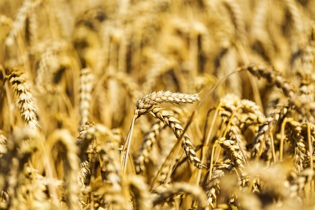 Foto campo de trigo espigas de trigo dorado de cerca hermosa naturaleza puesta de sol paisaje paisaje rural bajo la luz del sol brillante fondo de espigas maduras del campo de trigo del prado cosecha rica concepto