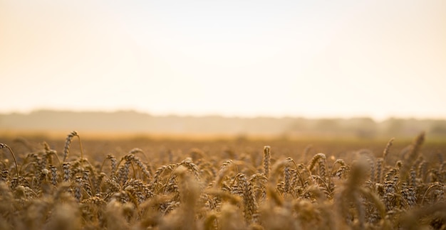 Campo de trigo Espigas de trigo dorado de cerca Hermosa naturaleza Puesta de sol Paisaje Paisaje rural bajo la luz del sol brillante Fondo de espigas maduras del campo de trigo del prado Cosecha rica Concepto