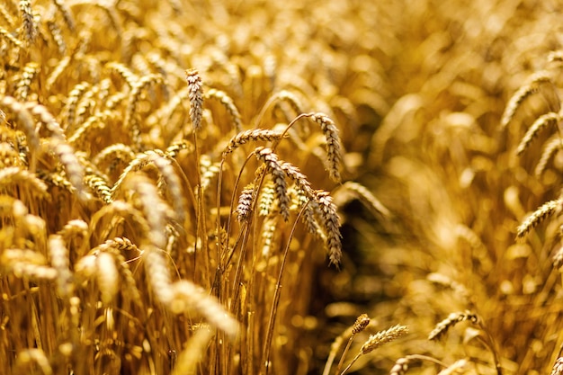 Campo de trigo Espigas de trigo dorado de cerca Hermoso paisaje natural Paisaje rural bajo la brillante luz del sol Concepto de cosecha rica