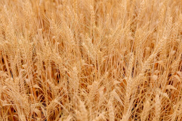 Campo de trigo espigas de trigo dorado cerrar