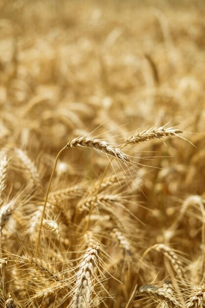 Campo de trigo. Las espigas de trigo dorado se cierran.