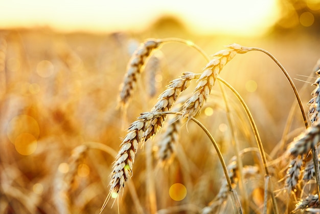 Campo de trigo. Espigas de trigo dorado. Hermoso paisaje al atardecer. Cultivo de cereales maduros.