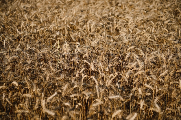 Campo de trigo Espigas de trigo dorado Hermoso paisaje al atardecer Fondo de espigas maduras Cultivo de cereal maduro de cerca