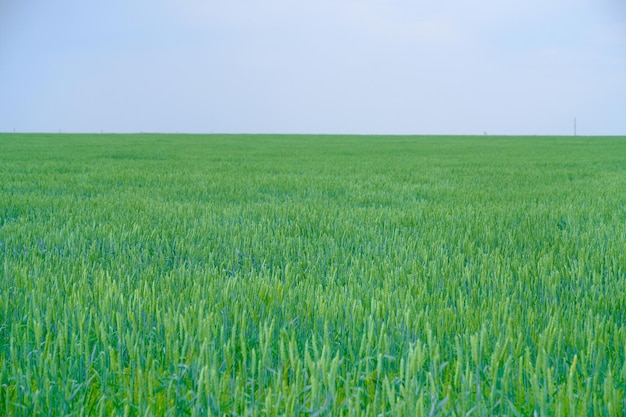 Campo con trigo de espigas verdes inmaduras