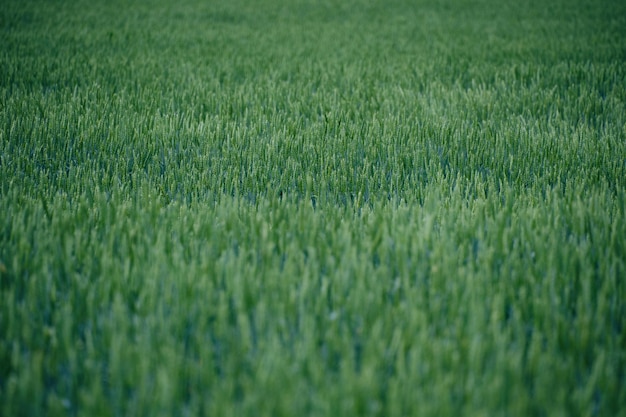 Campo con trigo de espigas verdes inmaduras