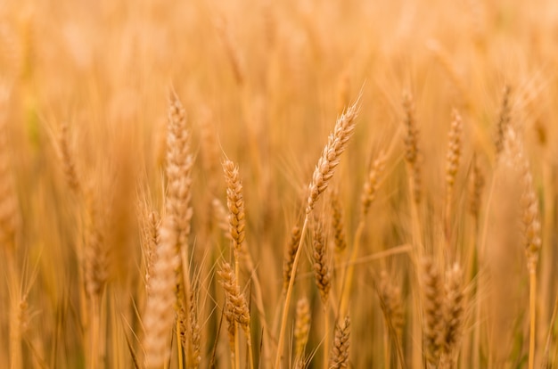 Campo de trigo. Espiguillas doradas de trigo closeup