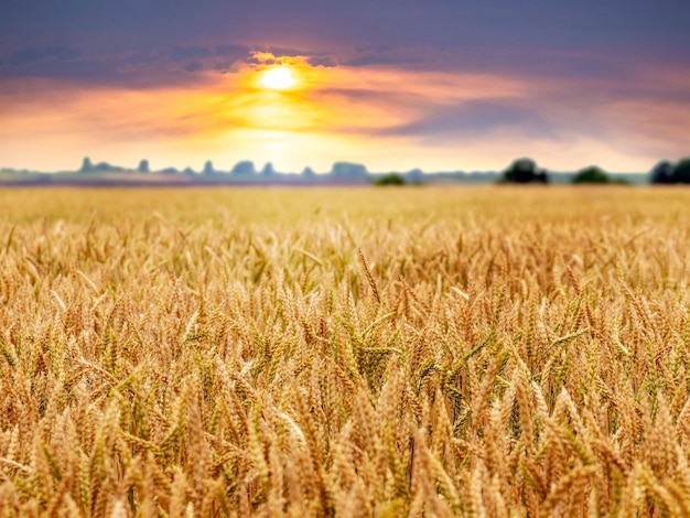 Campo de trigo con espiguillas maduras al atardecer