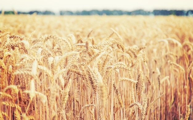 Campo de trigo espiguillas de trigo Enfoque selectivo naturaleza