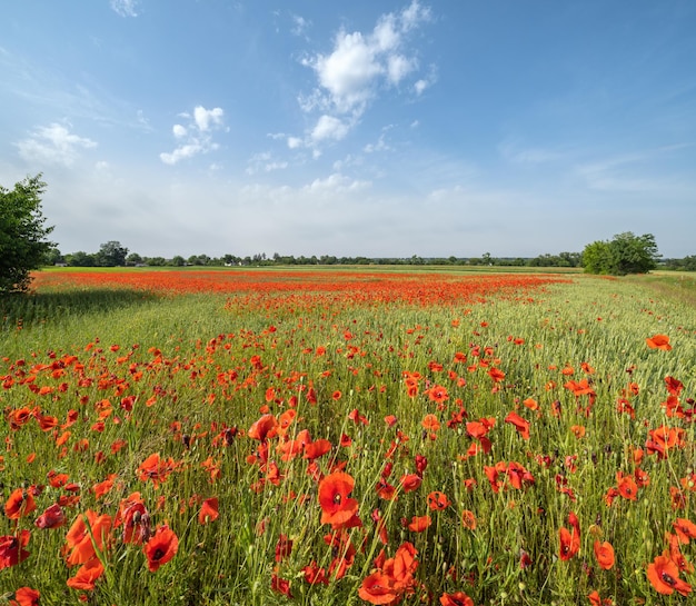 Campo de trigo y flores de amapola roja Ucrania