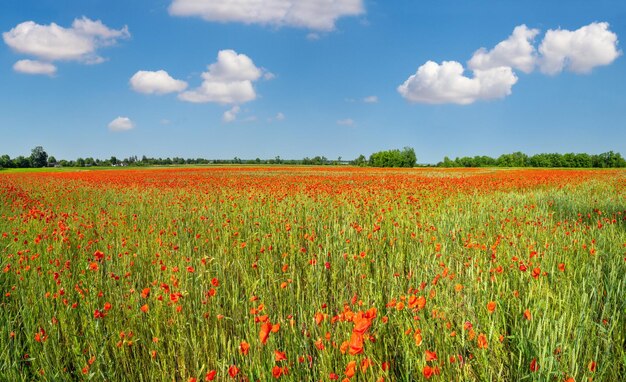 Campo de trigo y flores de amapola roja Ucrania