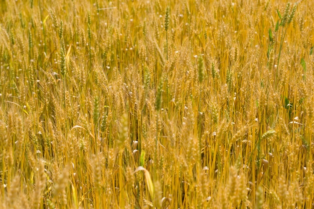 Campo de trigo de fondo